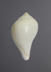 Dakshinavarti Shankh – The Sacred Conch of Prosperity & Lakshmi’s Blessings