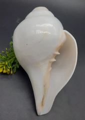 Vamavarti Shankh – The Blowing Conch