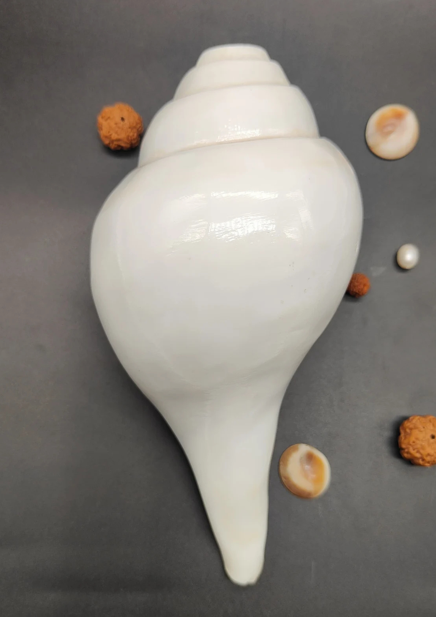 Vamavarti Shankh – The Blowing Conch