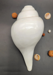 Vamavarti Shankh – The Blowing Conch