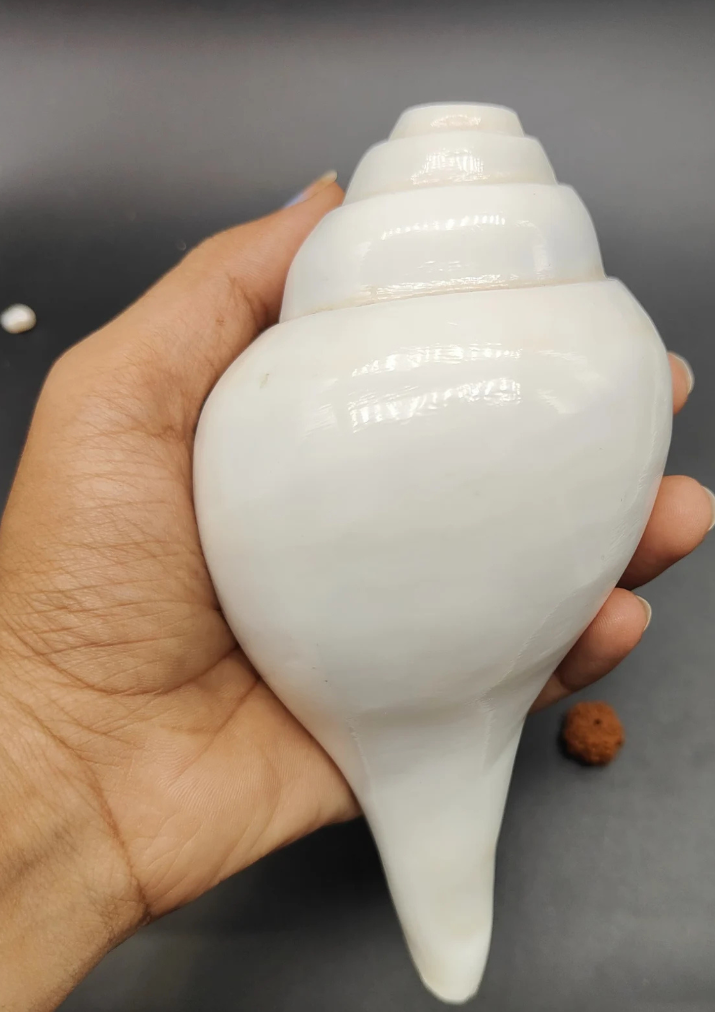 Vamavarti Shankh – The Blowing Conch