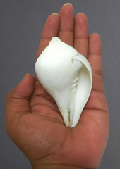Dakshinavarti Shankh – The Sacred Conch of Prosperity & Lakshmi’s Blessings