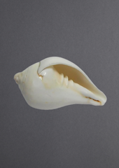 Dakshinavarti Shankh – The Sacred Conch of Prosperity & Lakshmi’s Blessings