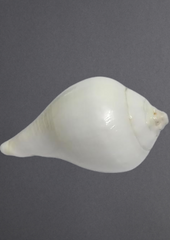 Dakshinavarti Shankh – The Sacred Conch of Prosperity & Lakshmi’s Blessings